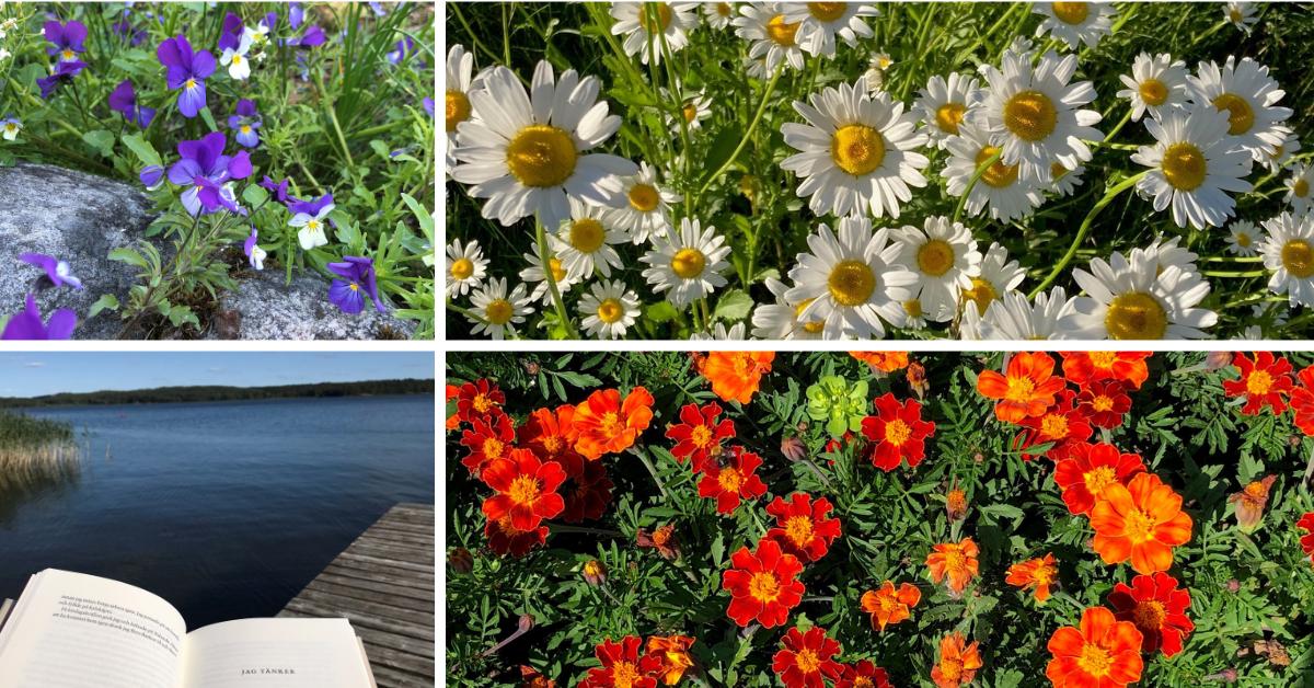 Foton på sommarblommor, en sjö och en bok.